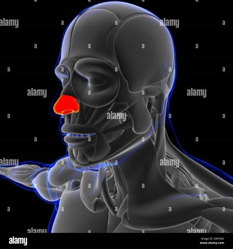 Nasal Cartilage Anatomy For Medical Concept D Illustration Stock Photo