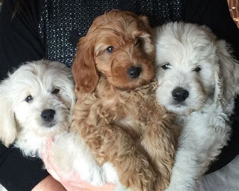 When breeding a goldendoodle to a goldendoodle the parent dogs need to be dna tested for ic improper coat, which determines the dogs shed factor. Goldendoodle Puppies For Sale In Ky | Top Dog Information