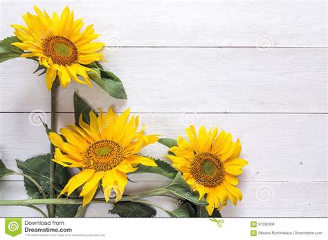 Frühlingsblumenstrauss in weiss zum selber machen diy anleitung. Hintergrund Mit Einem Blumenstrauß Von Gelben Sonnenblumen ...