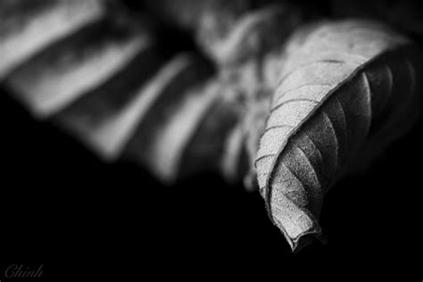 Macro Photography Flowers Black And White Chinh On Behance