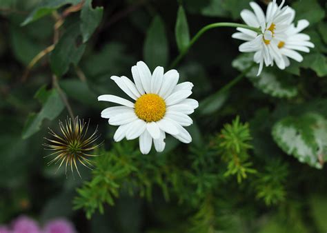 We travel 75 miles from home just to eat there. Oxeye Daisy Daniel Boone Inn - c9965b Photograph by Paul ...