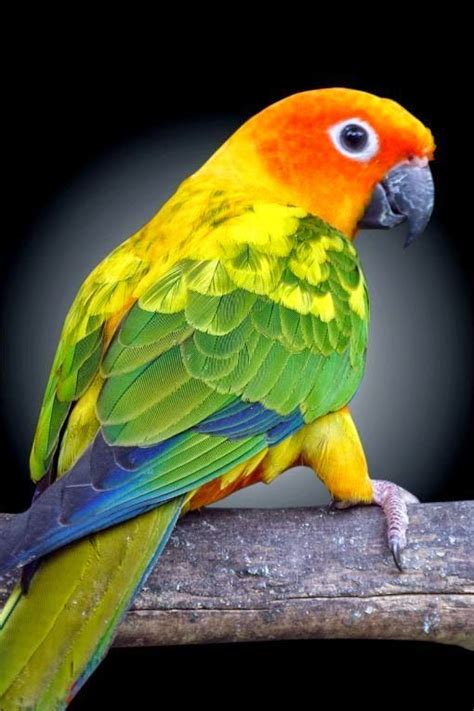 5 Best Pet Birds Best Pet Birds Pet Birds Parrots Pet Birds