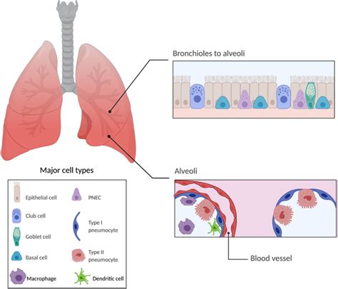 Schematic Drawings Of The Lung Anatomy And Major Cell Types The Airway