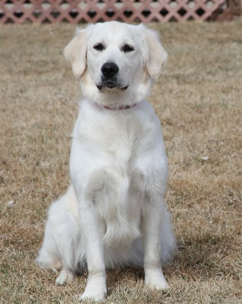 Whether you are looking for a loyal addition to your family, a show dog, a therapy animal, or a hunting/agility. Double B Goldens Official Website - Double B Goldens ...