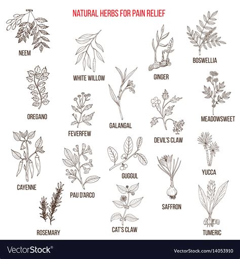 Best Natural Herbs For Pain Relief Royalty Free Vector Image