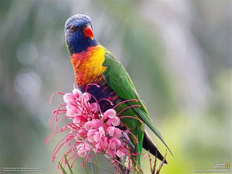 Birds Flowers National Geographic Parrot Wallpapers Hd