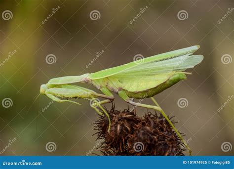 Mantis On The Tong Mating Mantises Mantis Insect Predator Stock