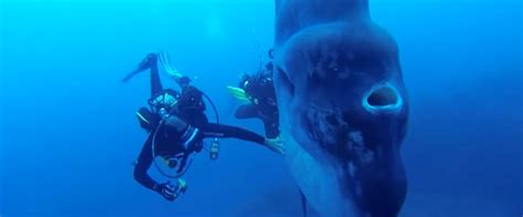 Divers Encounter A Sea Creature So Massive It Could Inhale A Human Being