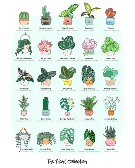 A Chart Of Common Houseplants And Their Botanical Names Rcoolguides