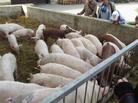 Natural Pig Raising Raising Pigs Pig Farming Dresden Stuffed