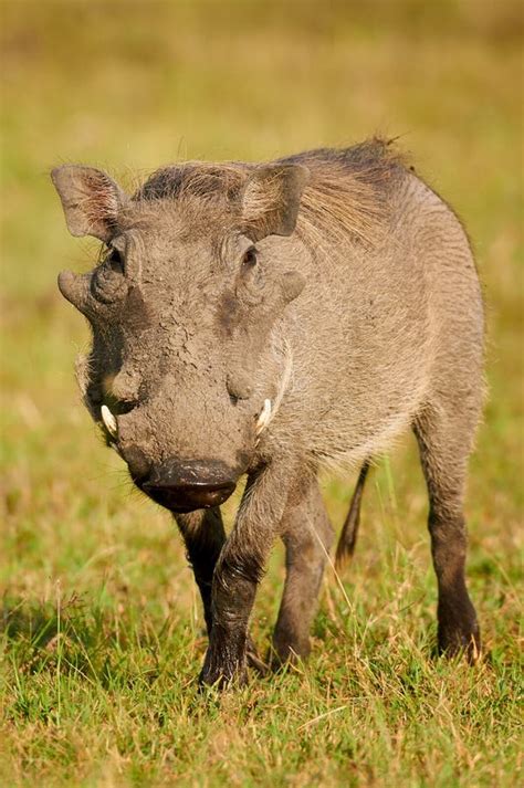 Warthog Photographed In The Tala Private Game Reserve In South Africa