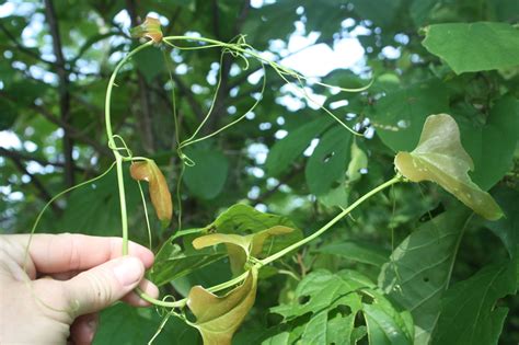 Greenbrier vines also rapidly develop and form extensive overgrowth that becomes difficult to untangle the undesired greenbrier vine from the tree, shrub or object without severing the vine's. The Dewberry Blog: Smilax and the Greenbrier Family ...