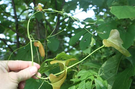 There are many common names for greenbrier, including catbrier, cat sawbrier and sarsaparillavine. The Dewberry Blog: Smilax and the Greenbrier Family ...