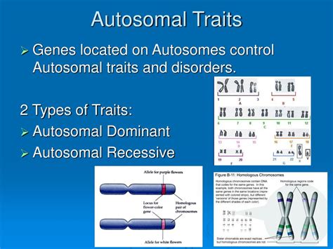 Ppt Human Genetics Powerpoint Presentation Id118052