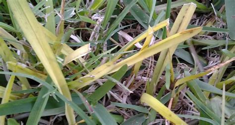 St Augustine Grass May Turn Yellow From Overwatering Gardeningleave
