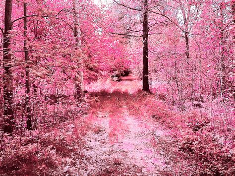 Thick Pretty Pink Forest Natureforest Scenery