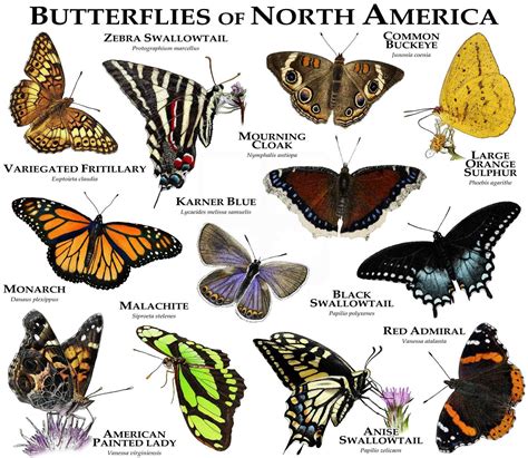 Виды бабочек картинки для детей