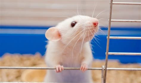 Cute White Mice