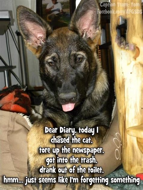 The German Shepherd Dog Quotes Funny Funny Animal Memes Funny Dogs
