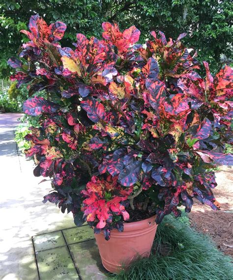 Crotons Plant Care And Collection Of Varieties