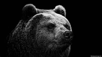Bear Wallpapers Desktop Backgrounds Wild Cave