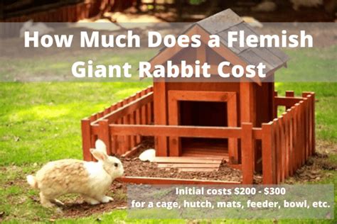 How Much Do Rabbits Cost Best Tips For Pets Baby Kitchen
