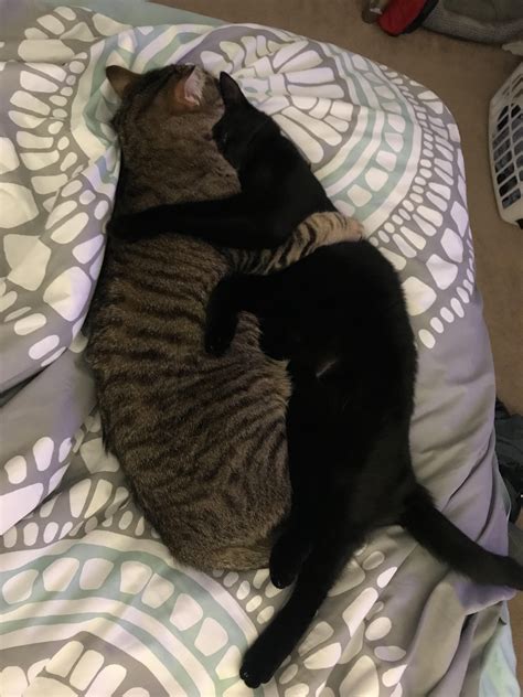 I Have Never Seen Cats Cuddle Like The Way Mine Do Ifttt