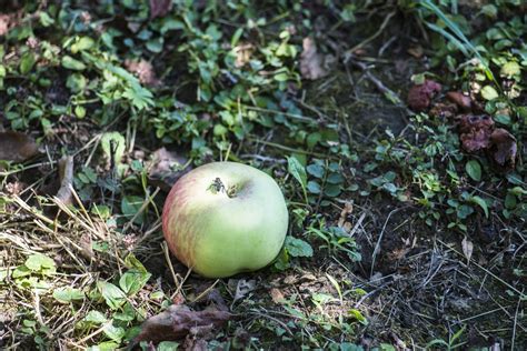 What Makes Apples Fall From The Tree Learn About Premature Fruit Fall