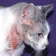After taking a history, the vet examines the cat and takes note of symptoms such as pale gums, joint pain, an enlarged spleen, or evidence of recent bleeding. Skin Disease in Cats - Causes and Natural Solutions ...