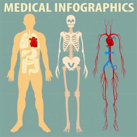 Human Body Vector Free At Collection Of Human Body