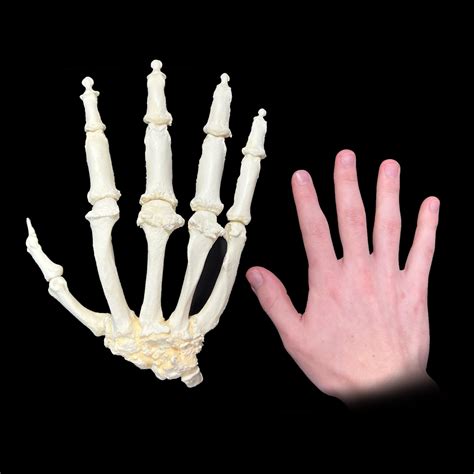 Articulated Gorilla Hand Oddarticulations Llc