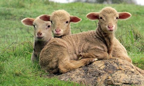 Farmhouse Animals Lamb Stick Together Through Thick And Thin