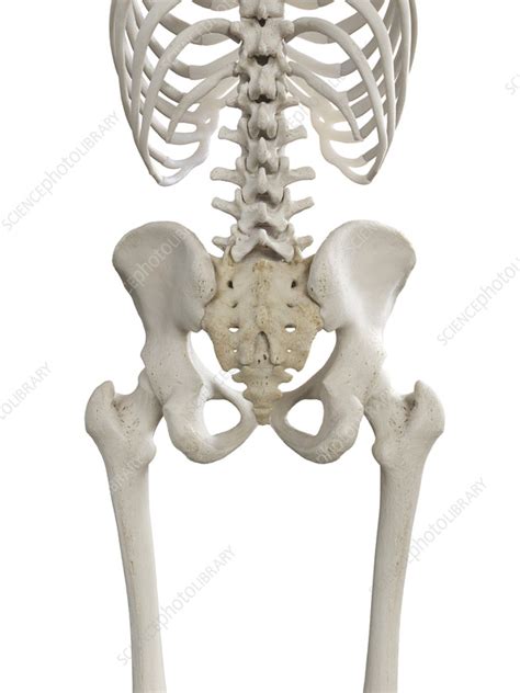 Hip Bones Illustration Stock Image C0553151 Science Photo Library