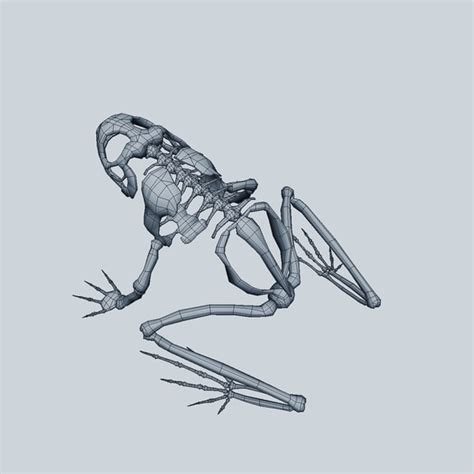 3d Frog Skeleton