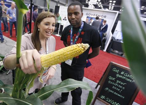 21 Years Of Data Confirm Benefits Of Gmo Corn Realclearscience