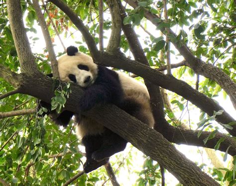A Panda On A Tree Smithsonian Photo Contest Smithsonian Magazine