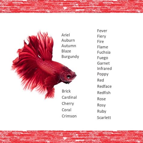 Red Fish Names Cool Pet Names Unique Names Beta Fish Names Ocean