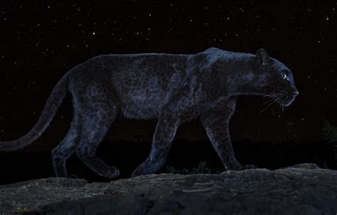 One Photographers Pursuit To Capture Pictures Of The Elusive African Black Leopard Here And Now