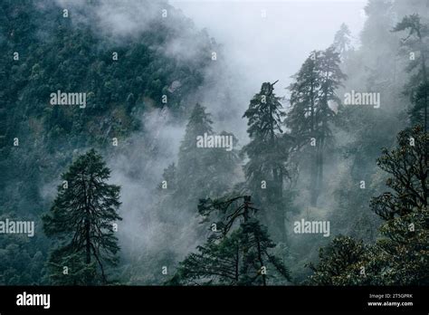 Beautiful Misty Morning Jungles Foggy Rainforest Jungles Landscape