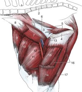 The pectineus muscle anatomy page has origin, insertion trigger points in the pectineus muscle can cause pain in the groin, pelvis, genitalia, as well as pain. Groin Muscle Injuries - Anatomy in 2020 | Horse anatomy ...