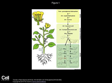 Gibberellin Localization And Transport In Plants Ppt Download