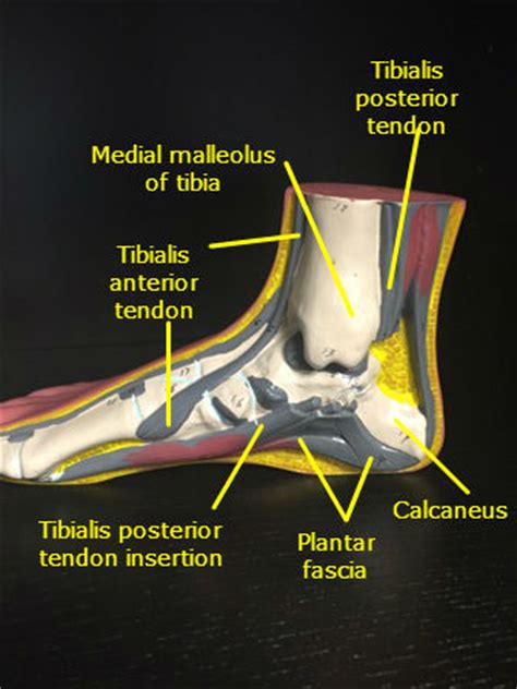 The muscles in the plantar region of the foot may be divided into three groups, in a similar manner to those in the hand. Sprains Around Ankle Sioux City