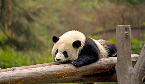 China Is Spending 15 Billion On Creating New Giant Panda Reserve