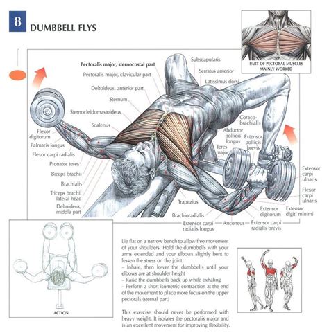 8 best upper chest exercises now that we've covered the anatomy and direction of the fibers, i'll help you leverage that science to work to your advantage as i always do! The anatomy of lifting (lots of pics) - Bodybuilding.com ...