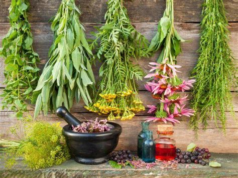 9 Plante Medicinale Pe Care Le Poti Creste In Gradina
