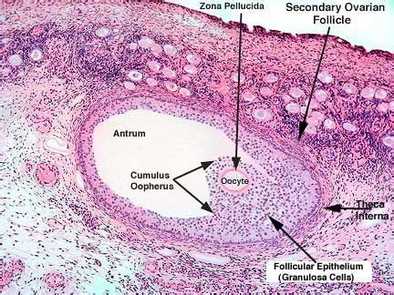 Reproductive System Endocrine System Ovarian Follicle Adrenal Cortex