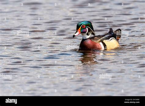 Birds Of Burnaby Lake High Resolution Stock Photography And Images Alamy