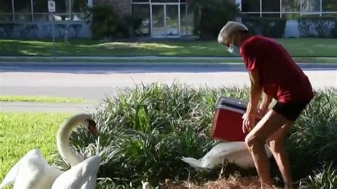 Orlando Police Arrest Man Recorded Snatching Baby Swans From Nest At