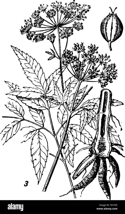Cicuta Commonly Known As Water Hemlock And Its Height Is A Maximum Of
