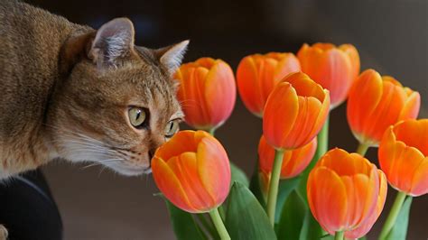 The flowers are usually large, showy and brightly colored, generally red. Brown Cat And Tulips HD Cat Wallpapers | HD Wallpapers ...